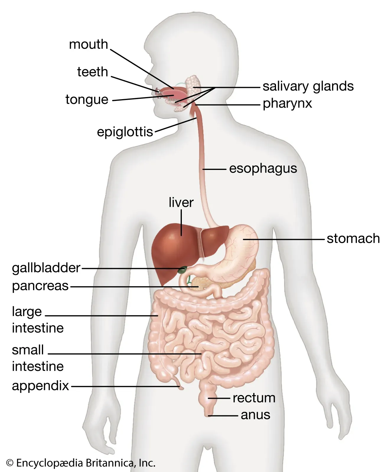 Human digestive system